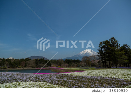富士山と芝桜 富士山と芝桜 33310930