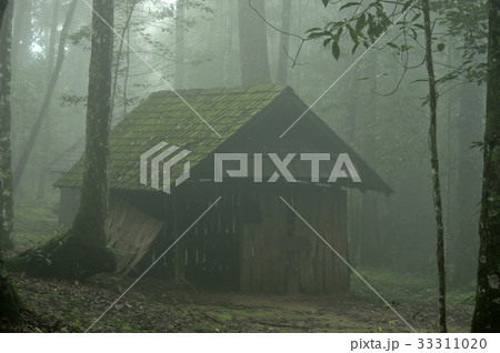 House in the deep forest in the mist.Thailand 33311020