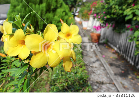 Golden Trumpet, Allamanda cathartica 33311126