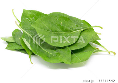 Matrimony vine leaf Matrimony vine leaf 33311542