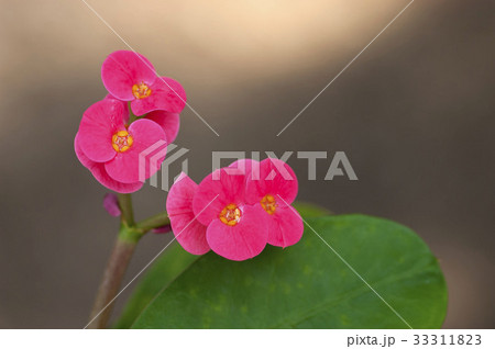 ハナキリン 33311823