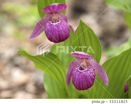 アツモリソウ 33311825