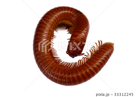 Giant Millipede Giant Millipede 33312245