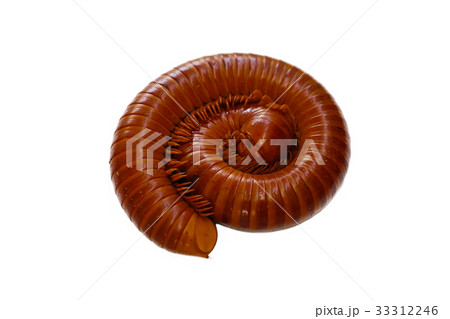 Giant Millipede 33312246