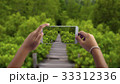 Travel concept, take photography Path in Mangrove  33312336