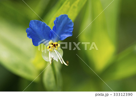 ツユクサの花 33312390
