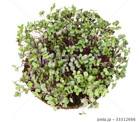 Red cabbage fresh sprouts from above Red cabbage fresh sprouts from above 33312666