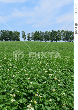 パッチワークの路 33312707