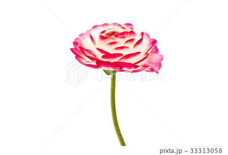 Beautiful buttercup isolated 33313058