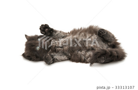 Small fluffy kitten isolated Small fluffy kitten isolated 33313107