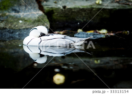Bird the smew Bird the smew 33313154