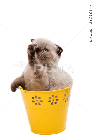 Beautiful lop-eared kitten isolated 33313347