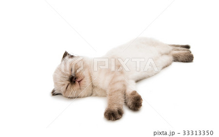 Beautiful lop-eared kitten isolated 33313350