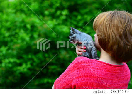 Scottish kitten is sitting on woman's shoulder. Scottish kitten is sitting on woman's shoulder. 33314539
