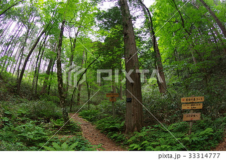 信州　木曽源流域の水木沢天然林（下の分岐：超広角）　樹齢２００年超の天然林　「平成の名水百選」選定 33314777