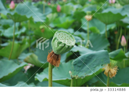 古代蓮 33314886