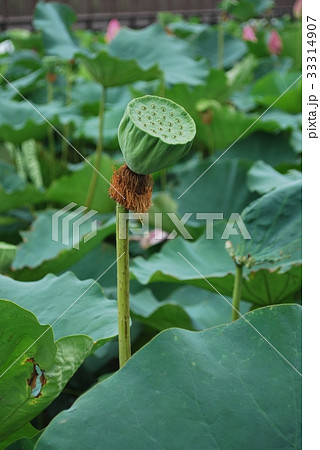 古代蓮 33314907