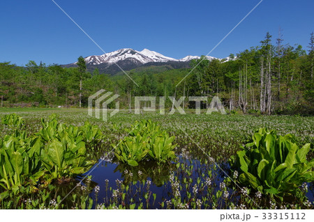 信州の高原 乗鞍高原のどじょう池より乗鞍岳を望む 水芭蕉やミツガシワが咲く6月の風景 信州の高原 乗鞍高原のどじょう池より乗鞍岳を望む 水芭蕉やミツガシワが咲く6月の風景 33315112