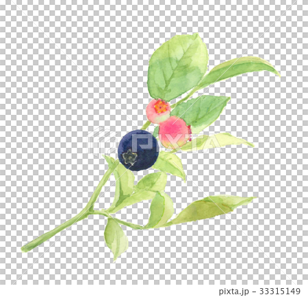 ブルーベリー 33315149