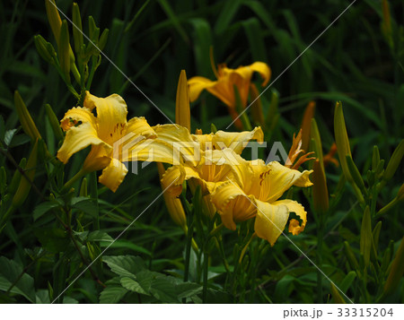 ニッコウキスゲ 33315204