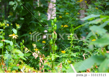 オオウバユリの実 オオウバユリの実 33315515