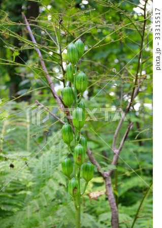 オオウバユリの実 オオウバユリの実 33315517