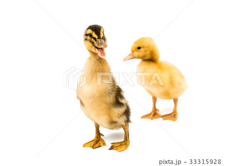 Small geese isolated 33315928