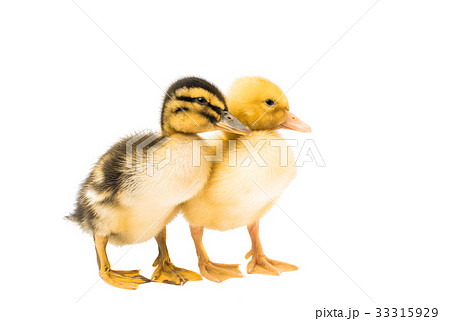 Small geese isolated Small geese isolated 33315929