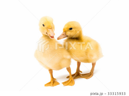 Small geese isolated Small geese isolated 33315933