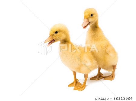 Small geese isolated Small geese isolated 33315934