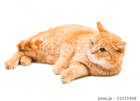 Red cat isolated Red cat isolated 33315936