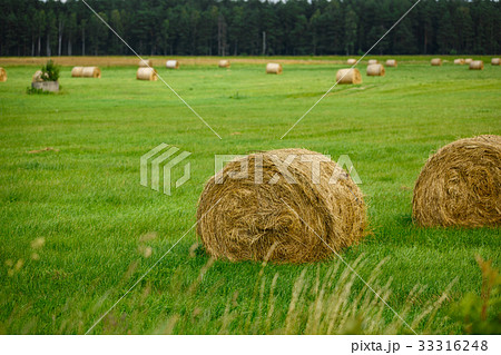 green meadow with hay rolls green meadow with hay rolls 33316248