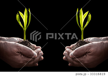 Old female hands holding plant Old female hands holding plant 33316819