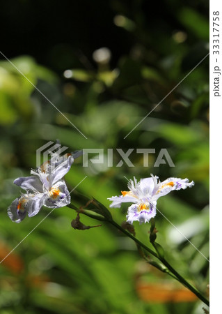 シャガ シャガ 33317758