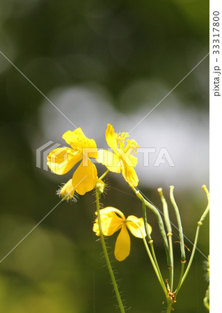 クサノオウ 33317800