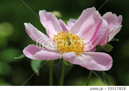 シャクヤク シャクヤク 33317828