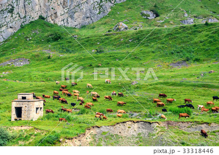Cows graze in alpine meadows idyllic landscape 33318446