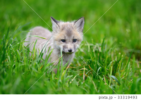 Fox cub in grass Fox cub in grass 33319493