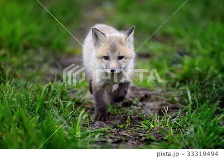 Fox cub in grass Fox cub in grass 33319494