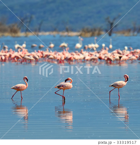 Flock of flamingos Flock of flamingos 33319517