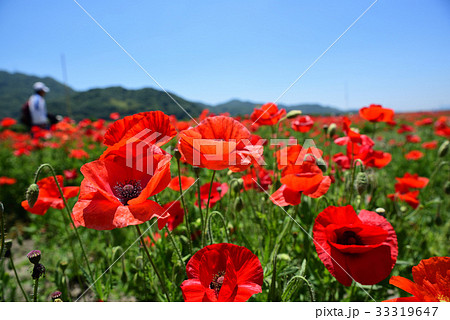 道の駅「笠岡ベイファーム」のポピー畑 33319647