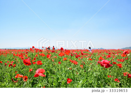 道の駅「笠岡ベイファーム」のポピー畑 33319653