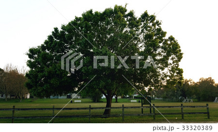 Rural Landscape Tree and Fence Rural Landscape Tree and Fence 33320389