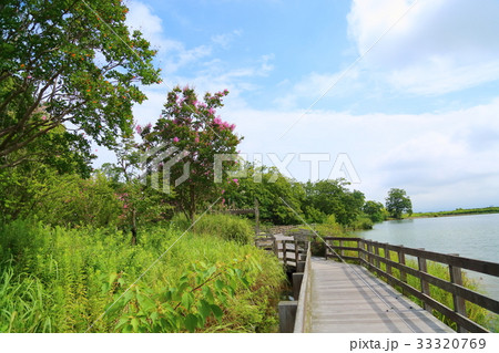 夏の公園 サルスベリの花 夏の公園 サルスベリの花 33320769