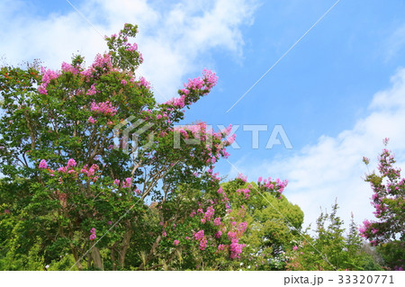 サルスベリの花 サルスベリの花 33320771