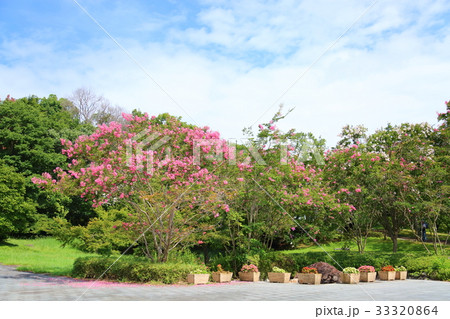 夏の公園　サルスベリの花 33320864