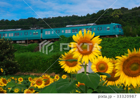 ひまわり　青空のもとで電車が通る　　奈良県五條市上野町 33320987