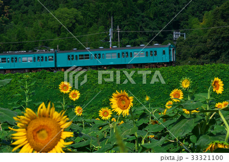 ひまわり園と青い電車　五條ひまわり園　奈良県五條市上野町 33321100
