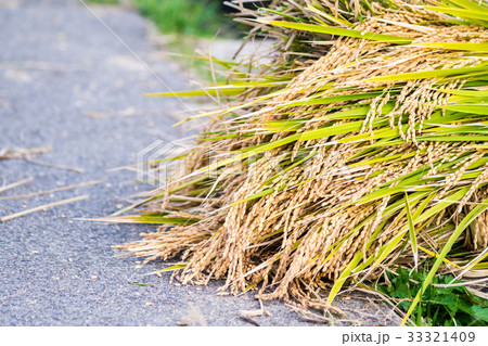 秋の白米千枚田 33321409