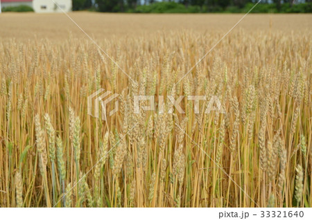 麦畑（北海道斜里郡斜里町） 33321640